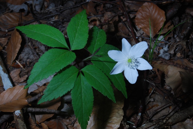 Anemonoides trifolia subsp. trifolia / Anemone trifoliata